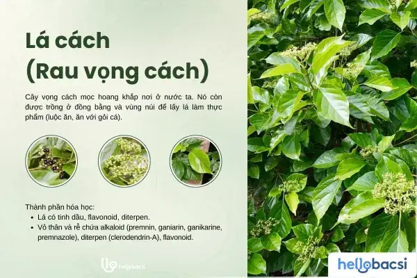 Lá Cách: Tên Gọi Khác, Công Dụng, Cách Dùng Và Những Lưu Ý Quan Trọng