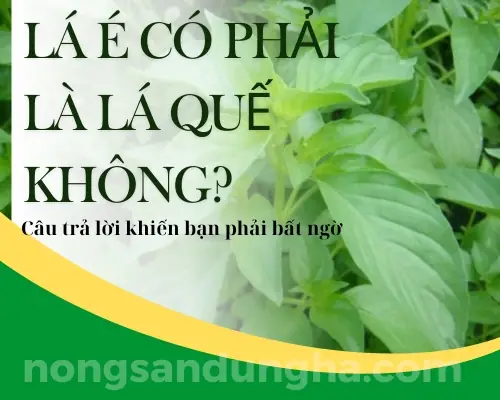 Lá É Và Lá Quế: Khám Phá Công Dụng, Cách Dùng Và Lưu Ô Quan Trọng Lá É Và Lá Quế: Khám Phá Công Dụng, Cách Dùng Và Lưu Ô Quan Trọng