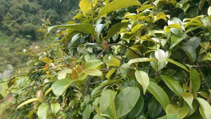 Khám Phá Sự Khác Biệt Giữa Lá Lồm Và Lá Giang Trong Ẩm Thực