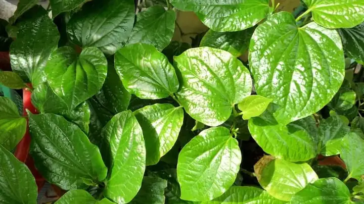 Ăn Lá Lốt Sống Có Tốt Không? Khám Phá Lợi Ích Và Cách Dùng Đúng