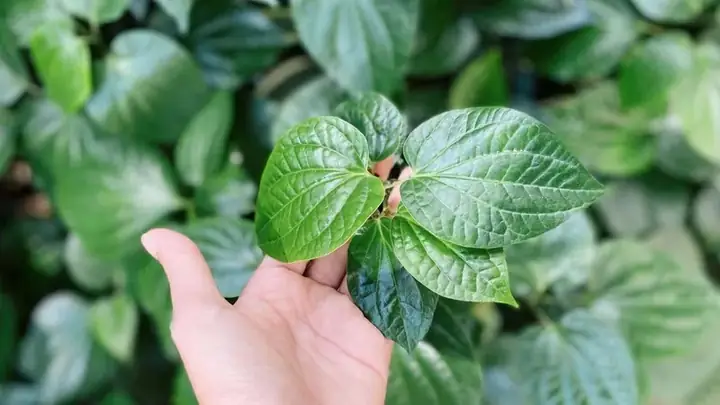 Ăn Lá Lốt Sống Có Tốt Không? Khám Phá Lợi Ích Và Cách Dùng Đúng