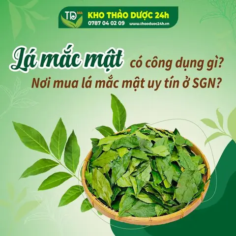 Lá Mắc Mật Có Tác Dụng Gì? Công Dụng, Cách Dùng Và Lưu Ý Quan Trọng