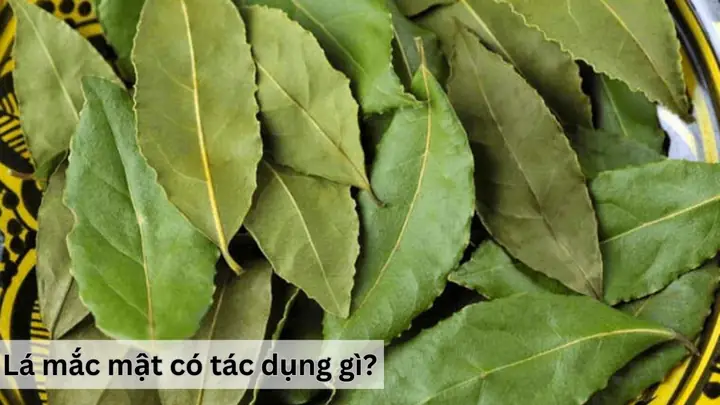 Lá Mắc Mật Là Gì? Nguồn Gốc, Công Dụng Và Cách Dùng Trong Ẩm Thực