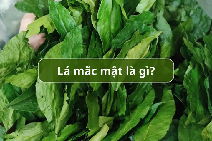 Lá Mắc Mật Là Gì? Nguồn Gốc, Công Dụng Và Cách Dùng Trong Ẩm Thực