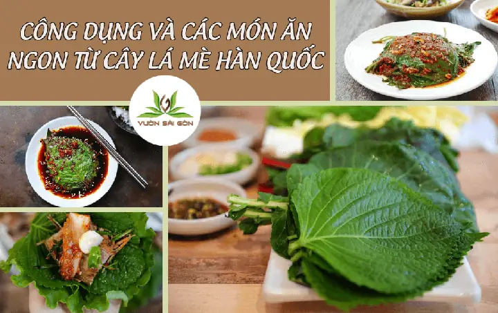 Lá Mè Hàn Quốc Có Tác Dụng Gì? Khám Phá Công Dụng Bất Ngờ