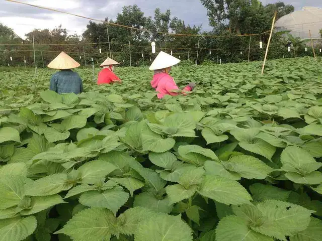 Lá Mè Hàn Quốc Có Tác Dụng Gì? Khám Phá Công Dụng Bất Ngờ