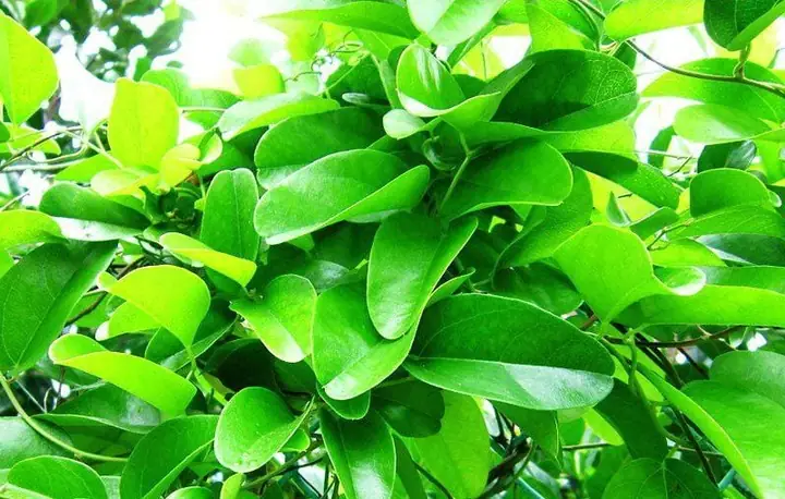 Lá Sâm Là Lá Gì? Khám Phá Phân Loại, Công Dụng Và Cách Phân Biệt