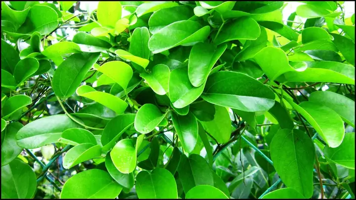 Lá Sâm Là Lá Gì? Khám Phá Phân Loại, Công Dụng Và Cách Phân Biệt