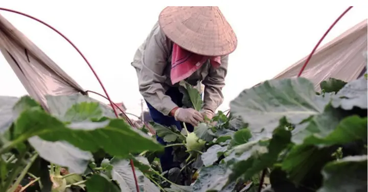Lá Su Hào Ăn Được Không? Tìm Hiểu Chi Tiết Về Loại Lá Này Trong Ẩm Thực