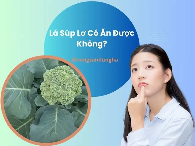 Lá Súp Lơ Có Ăn Được Không? Giải Đáp Chi Tiết Và Những Lợi Ích Bất Ngờ Lá Súp Lơ Có Ăn Được Không? Giải Đáp Chi Tiết Và Những Lợi Ích Bất Ngờ