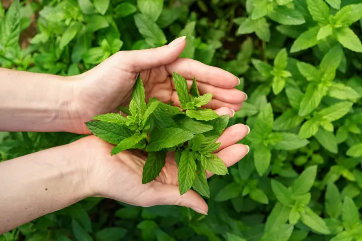 12+ Cách Làm Gì Với Lá Bạc Hà Tại Nhà: Từ Nấu Ăn, Chăm Sóc Sức Khỏe Đến Làm Đẹp 12+ Cách Làm Gì Với Lá Bạc Hà Tại Nhà: Từ Nấu Ăn, Chăm Sóc Sức Khỏe Đến Làm Đẹp
