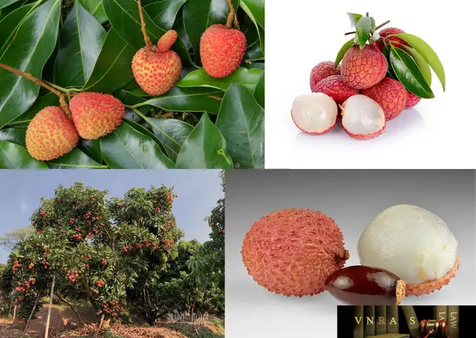 Lệ Chi Là Quả Gì? Nguồn Gốc, Công Dụng Và Ý Nghĩa Trong Y Học Lệ Chi Là Quả Gì? Nguồn Gốc, Công Dụng Và Ý Nghĩa Trong Y Học