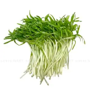 Top 10+ Địa Chỉ Mua Mầm Rau Muống Sạch, Giá Tốt, Uy Tín Nhất Hiện Nay Top 10+ Địa Chỉ Mua Mầm Rau Muống Sạch, Giá Tốt, Uy Tín Nhất Hiện Nay