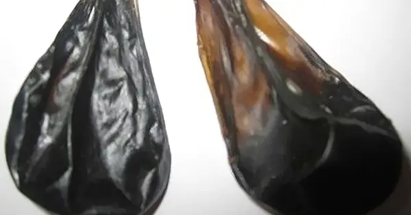 Mắt Heo Có Tác Dụng Gì? Khám Phá Công Dụng Và Ý Nghĩa Bất Ngờ