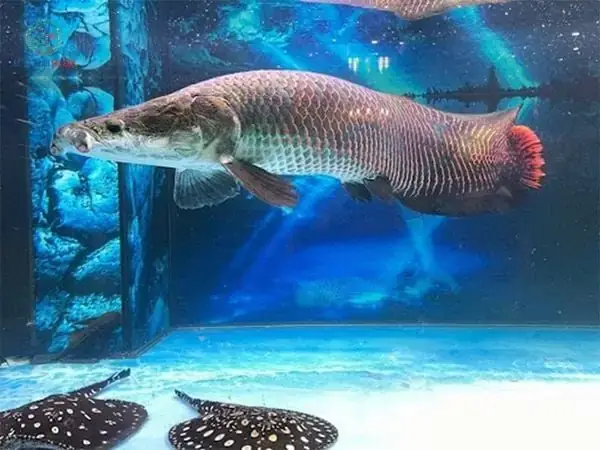 Khám Phá Thế Giới Ẩm Thực Độc Đáo Từ Cá Hải Tượng: Sáu Món Ăn Ngon Bạn Nên Thử Khám Phá Thế Giới Ẩm Thực Độc Đáo Từ Cá Hải Tượng: Sáu Món Ăn Ngon Bạn Nên Thử