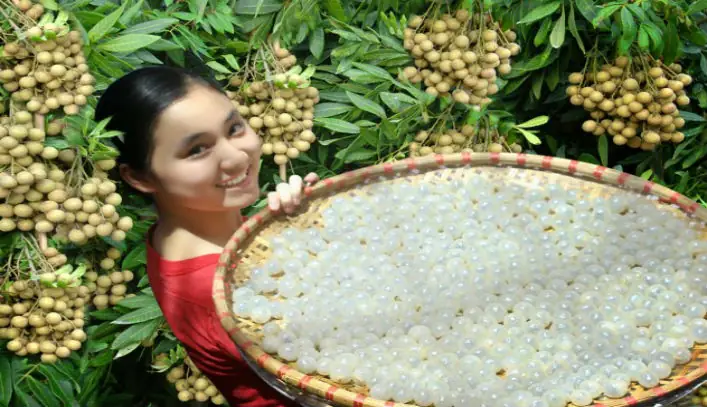 10 Món Ngon Từ Long Nhãn Bổ Dưỡng, Dễ Làm Cho Mọi Nhà
