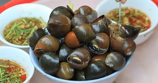 Khám Phá Thế Giới Ốc Nhồi: 10+ Món Ngon Từ Ốc Nhồi Bạn Không Thể Bỏ Lỡ