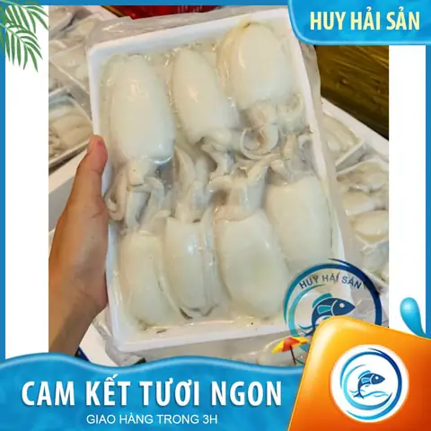 Mực Bầu Là Mực Gì? Khám Phá Đặc Điểm, Phân Loại Và Cách Chế Biến Mực Bầu Là Mực Gì? Khám Phá Đặc Điểm, Phân Loại Và Cách Chế Biến