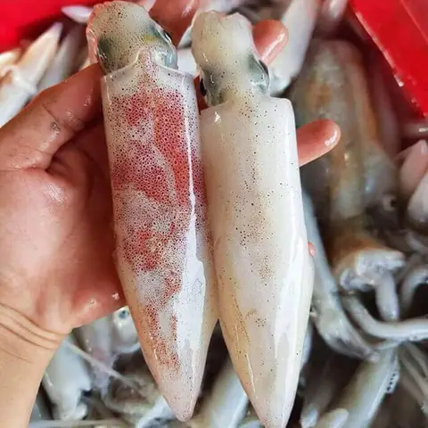 So Sánh Mực Ống Và Mực Lá: Đặc Điểm, Giá Trị Dinh Dưỡng Và Cách Chế Biến