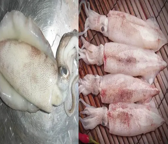 So Sánh Mực Ống Và Mực Lá: Đặc Điểm, Giá Trị Dinh Dưỡng Và Cách Chế Biến