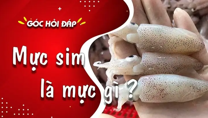 Mực Sim Là Mực Gì? Tìm Hiểu Chi Tiết Về Loài Mực Đặc Biệt Này