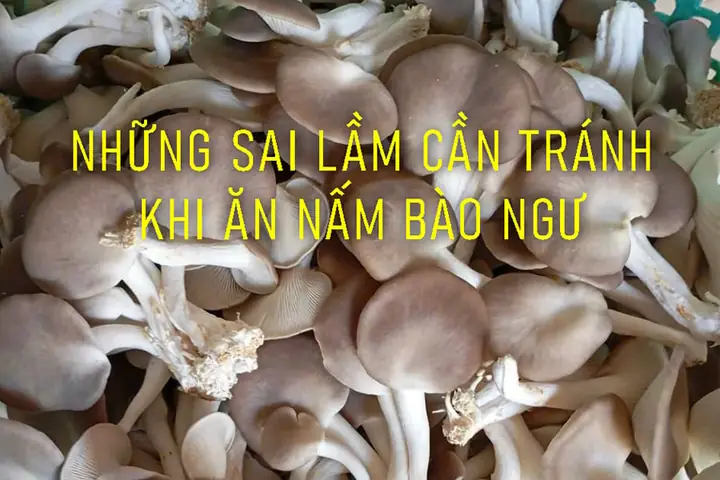 Nấm Bào Ngư Kỵ Với Gì? Những Điều Cấm Kỵ Khi Chế Biến Và Sử Dụng