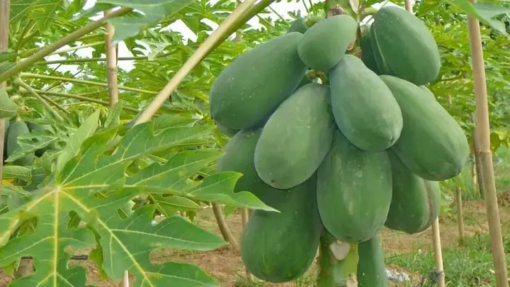 Hướng Dẫn Chi Tiết Cách Nấu Cháo Đu Đủ Xanh Cho Bé Bổ Dưỡng, Dễ Tiêu Hóa