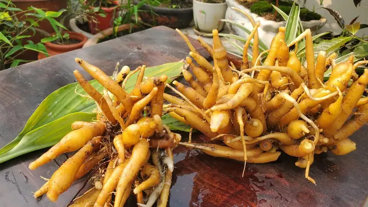 Ngải Bún Là Củ Riềng: Sự Thật Đằng Sau Và Những Ứng Dụng Trong Đời Sống Ngải Bún Là Củ Riềng: Sự Thật Đằng Sau Và Những Ứng Dụng Trong Đời Sống