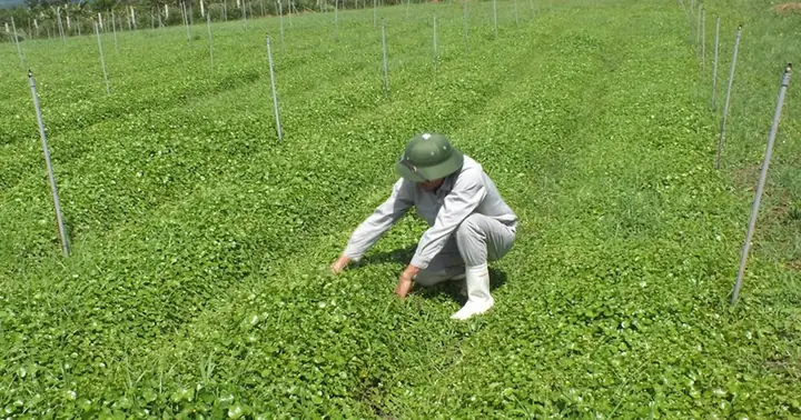Top 10 Nước Rau Má Đóng Chai Tốt Nhất: Đánh Giá Chi Tiết Về Hương Vị, Thành Phần Và Lợi Ích Top 10 Nước Rau Má Đóng Chai Tốt Nhất: Đánh Giá Chi Tiết Về Hương Vị, Thành Phần Và Lợi Ích