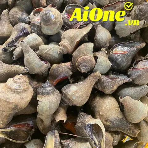 Ốc Búa Làm Gì Ngon? Khám Phá 5 Món Ăn Ngon "vạn Người Mê" Từ Loại Ốc Độc Đáo Ốc Búa Làm Gì Ngon? Khám Phá 5 Món Ăn Ngon "vạn Người Mê" Từ Loại Ốc Độc Đáo