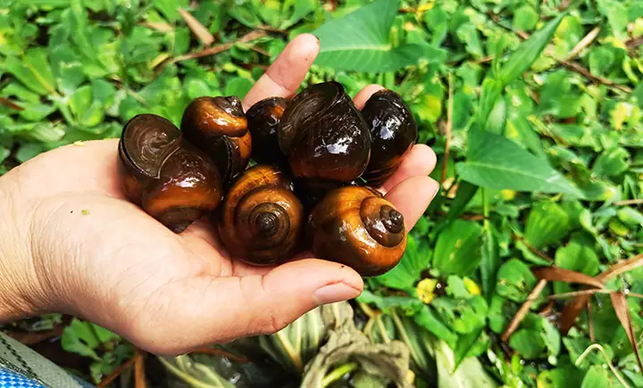 Ốc Bươu Đen Ăn Gì? Khám Phá Tập Quán Ẩm Thực Của Loài Ốc "đặc Sản" Này