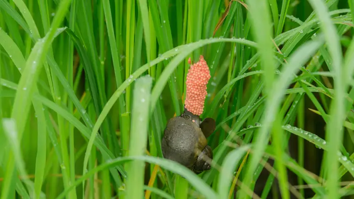 Ốc Bươu Vàng Ăn Gì