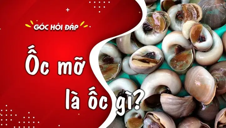 Review Chi Tiết Top 5 Loại Ốc Mỡ Ngon, Giá Tốt, Mua Đâu Uy Tín?