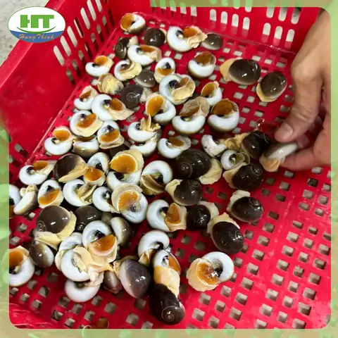 Review Chi Tiết Top 5 Loại Ốc Mỡ Ngon, Giá Tốt, Mua Đâu Uy Tín?