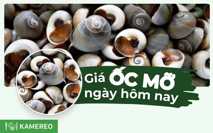 Review Chi Tiết Top 5 Loại Ốc Mỡ Ngon, Giá Tốt, Mua Đâu Uy Tín?