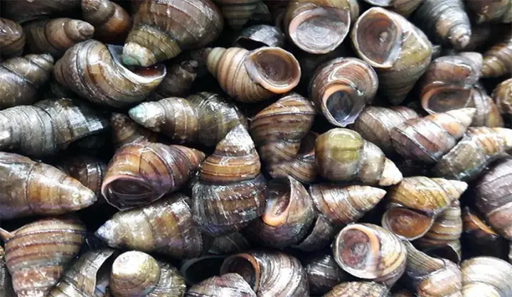 Ốc Vặn Là Ốc Gì? Khám Phá Chi Tiết Về Loài Ốc Nổi Tiếng Trong Ẩm Thực Việt Nam Ốc Vặn Là Ốc Gì? Khám Phá Chi Tiết Về Loài Ốc Nổi Tiếng Trong Ẩm Thực Việt Nam