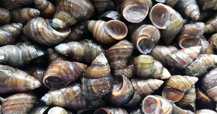 Ốc Vặn Là Ốc Gì? Khám Phá Chi Tiết Về Loài Ốc Nổi Tiếng Trong Ẩm Thực Việt Nam Ốc Vặn Là Ốc Gì? Khám Phá Chi Tiết Về Loài Ốc Nổi Tiếng Trong Ẩm Thực Việt Nam
