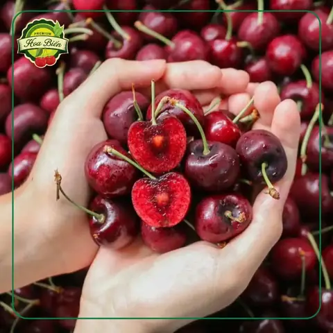 Khám Phá Các Giống Quả Anh Đào Ở Việt Nam: Vùng Trồng, Giá Cả Và Cách Nhận Biết