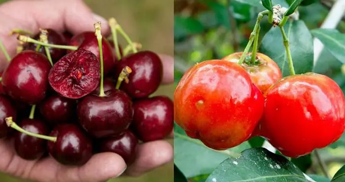 Khám Phá Các Giống Quả Anh Đào Ở Việt Nam: Vùng Trồng, Giá Cả Và Cách Nhận Biết