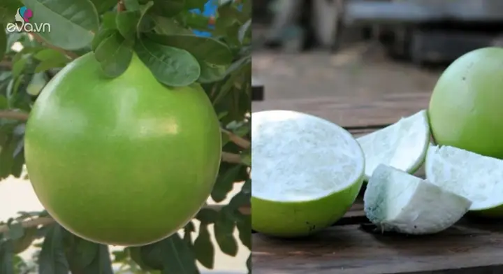 So Sánh Quả Bòng Và Quả Bưởi: Điểm Giống, Khác Và Công Dụng Bất Ngờ So Sánh Quả Bòng Và Quả Bưởi: Điểm Giống, Khác Và Công Dụng Bất Ngờ