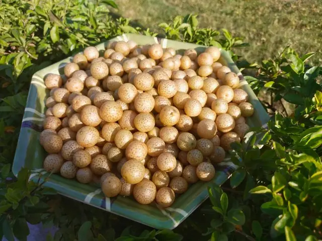 Quả Mắc Mật Tươi Dùng Để Làm Gì? Công Dụng Tuyệt Vời Ít Ai Biết