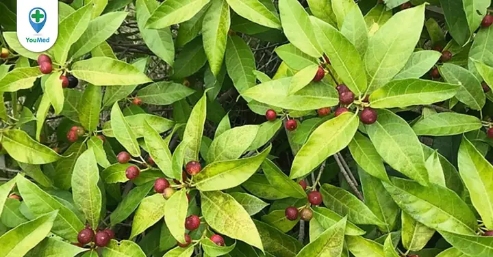 Quả Nhót Có Tác Dụng Gì? 10 Lợi Ích Bất Ngờ Cho Sức Khỏe