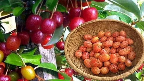 Quả Nhót Có Tác Dụng Gì? 10 Lợi Ích Bất Ngờ Cho Sức Khỏe