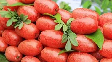 Quả Nhót Có Tác Dụng Gì? 10 Lợi Ích Bất Ngờ Cho Sức Khỏe