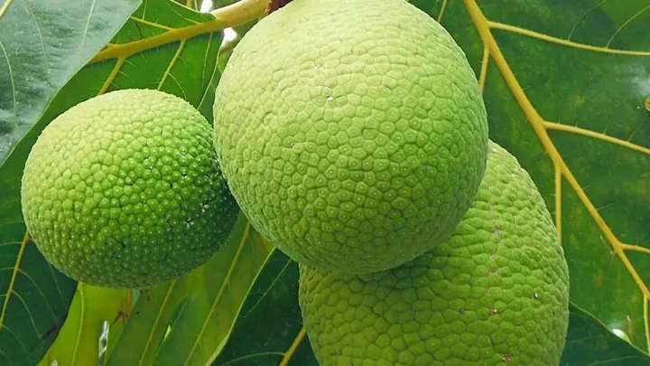 Quả Sake Có Tác Dụng Gì? Khám Phá Công Dụng "thần Thánh" Của Loại Quả Này Quả Sake Có Tác Dụng Gì? Khám Phá Công Dụng "thần Thánh" Của Loại Quả Này