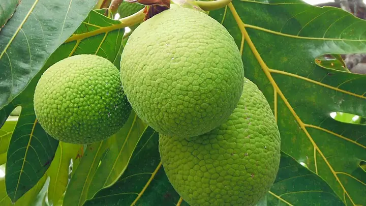 Quả Sake Có Tác Dụng Gì? Khám Phá Công Dụng "thần Thánh" Của Loại Quả Này Quả Sake Có Tác Dụng Gì? Khám Phá Công Dụng "thần Thánh" Của Loại Quả Này