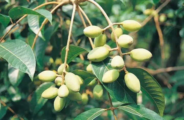 So Sánh Quả Trám Và Quả Cọ: Đặc Điểm, Công Dụng Và Cách Phân Biệt