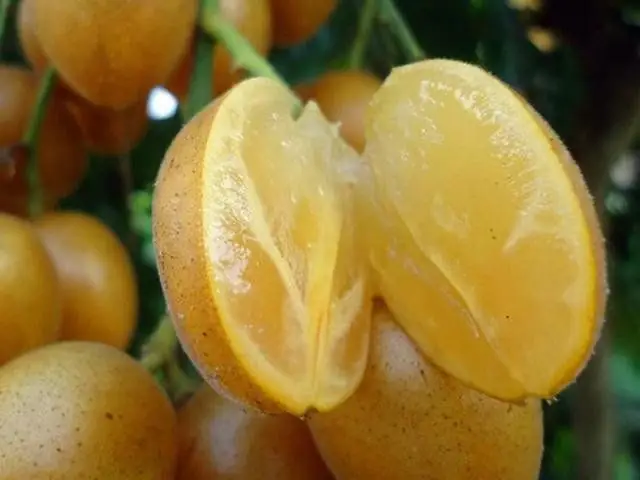 Quất Hồng Bì Có Tốt Cho Bà Bầu? Lợi Ích Và Những Lưu Ý Quan Trọng Quất Hồng Bì Có Tốt Cho Bà Bầu? Lợi Ích Và Những Lưu Ý Quan Trọng