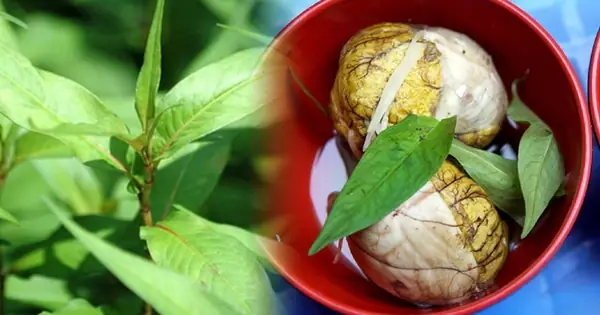 Rau Ăn Với Trứng Vịt Lộn: Gợi Ý 15+ Loại Ngon, Bổ Dưỡng, Dễ Làm Rau Ăn Với Trứng Vịt Lộn: Gợi Ý 15+ Loại Ngon, Bổ Dưỡng, Dễ Làm