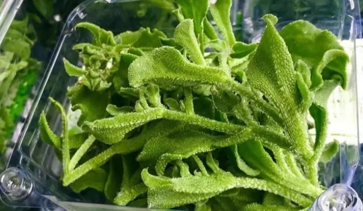Đánh Giá Chi Tiết: Rau Bông Tuyết Mua Ở Đâu Uy Tín, Chất Lượng Nhất?